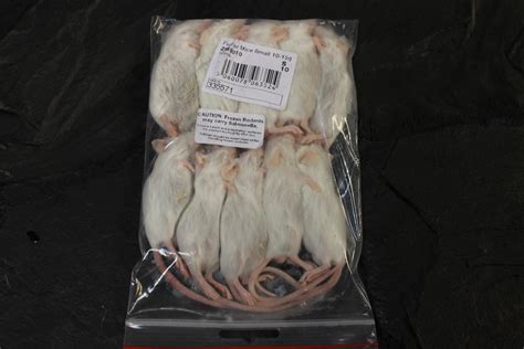 frozen mice for snakes