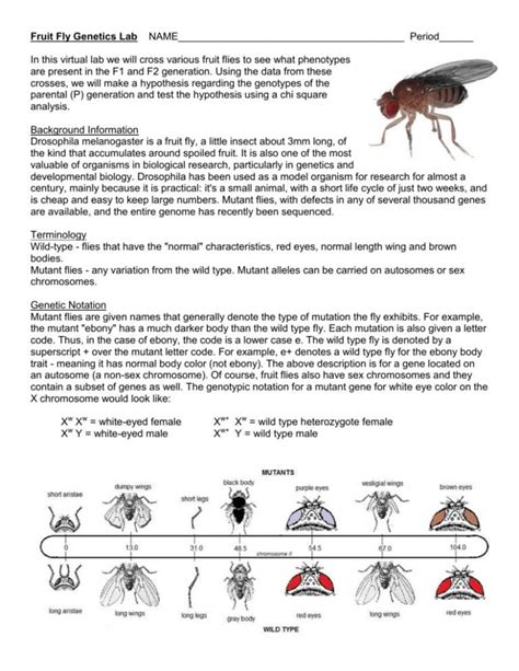 fruit fly genetics virtual lab answers Kindle Editon