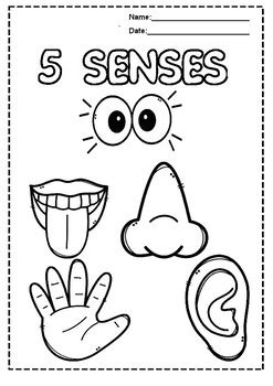 fun with senses shaped coloring book PDF