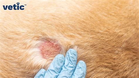 fungal infection in dogs