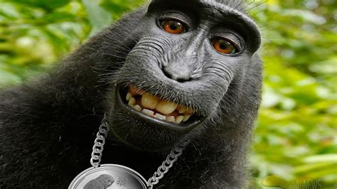 Funny Pic Of A Monkey