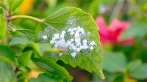 fuzzy aphids