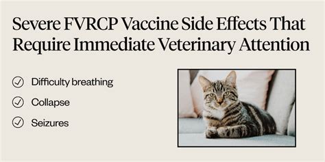 fvrcp vaccine side effects