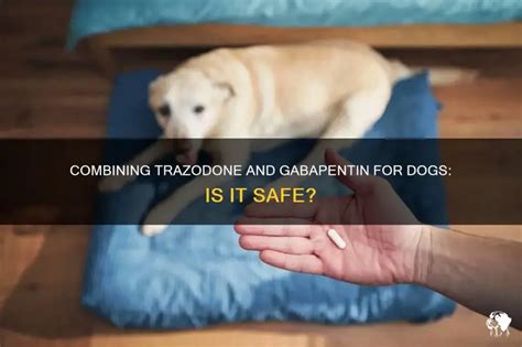 gabapentin and trazodone for dogs