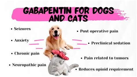 gabapentin for dogs anxiety