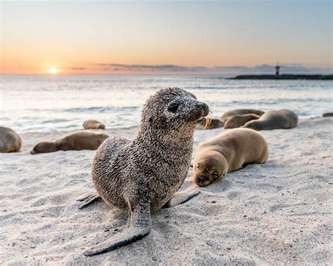 galapagos magnificent islands 2016 wildlife Epub