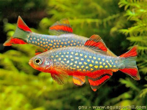 galaxy danio