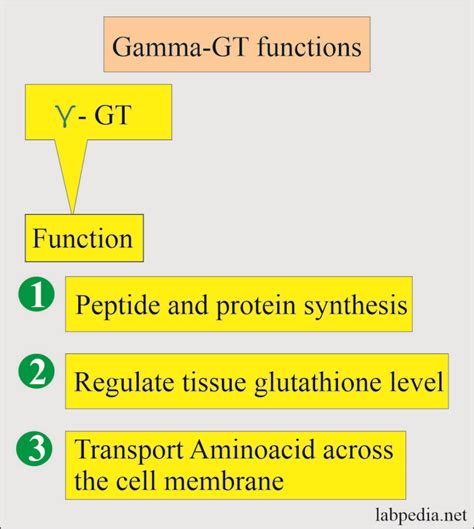 gama GT (gama-glutamiltransferase)