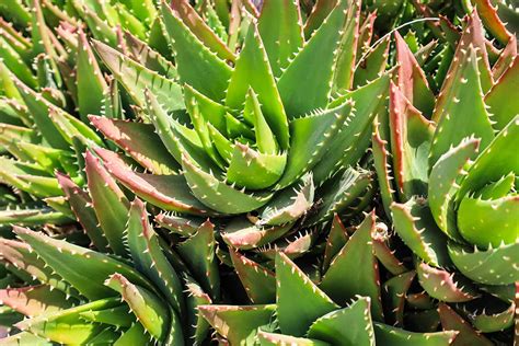 garden aloes growing and breeding cultivars and hybrids Reader