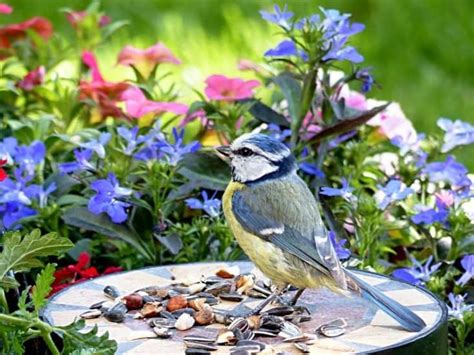 gardening for the birds Reader