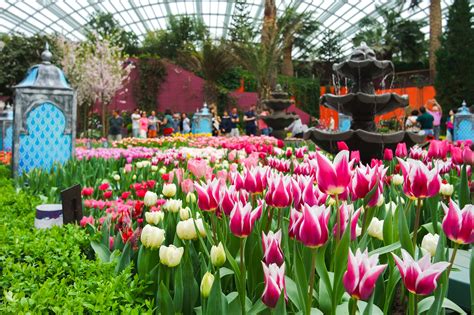 gardens by the bay tulips