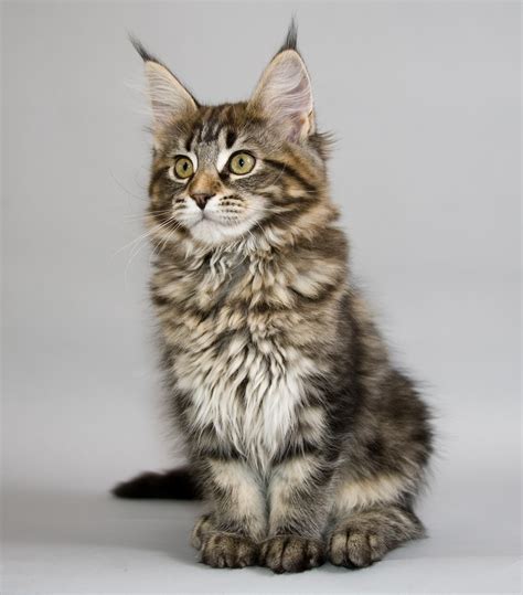 gato maine coon