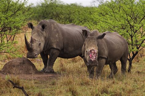 geen plaats in de ark bedreigd wild in afrika Doc