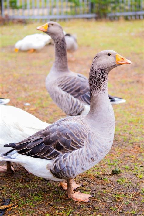 geese in the courtyard Epub