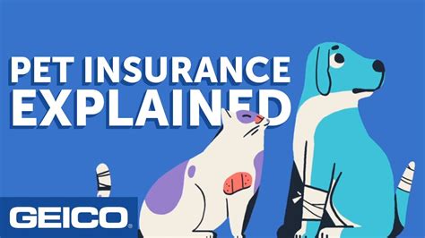 geico pet insurance