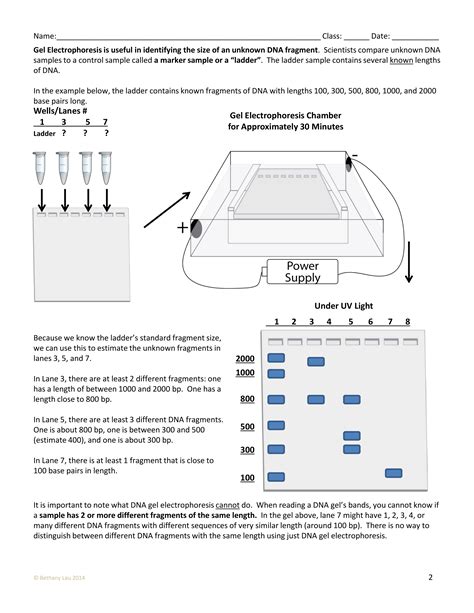 gel electrophoresis answer key PDF