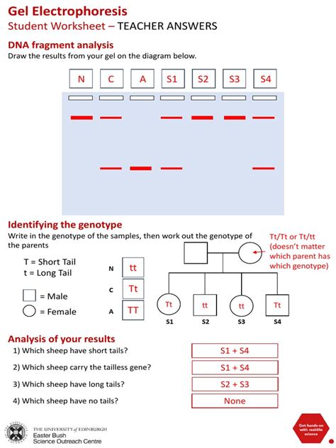 gel-electrophoresis-lab-simulation-answer-key Ebook Doc