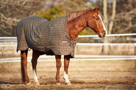 gelding horse definition