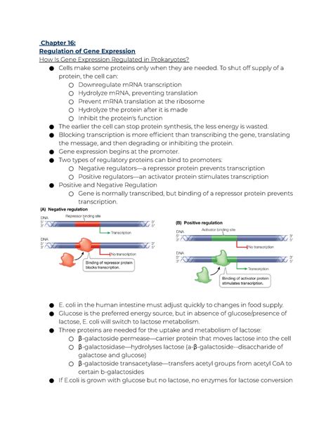 gene expression and regulation answer key Epub