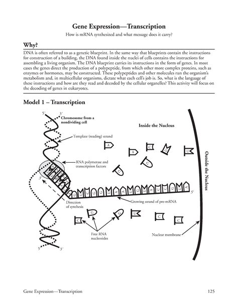 gene expression transcription answer key PDF