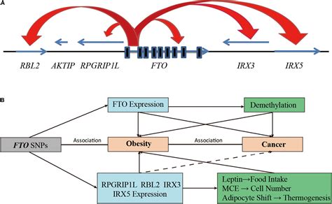 gene fto