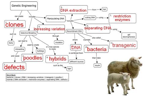 genetic engineering graphic organizer concept map answers Doc