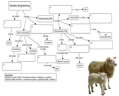 genetic engineering graphic organizer concept map answers Doc