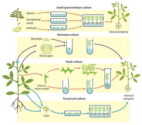 genetic preservation of plant cells in Epub