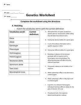 genetics worksheet with answers Doc