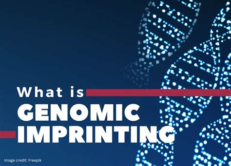 genomic imprinting methods and Doc