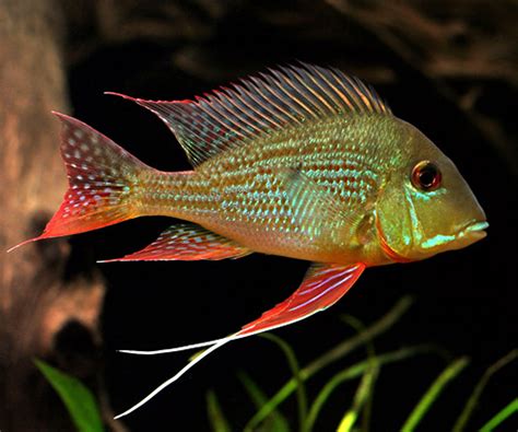 geophagus altifrons