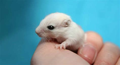 gerbil baby