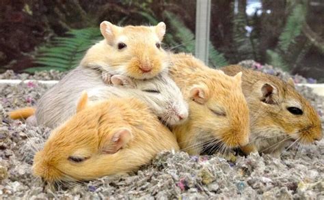 gerbils as pets