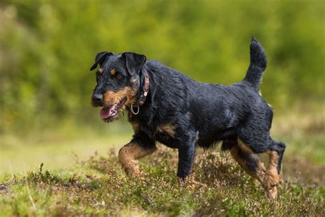 german hunting terrier training guide PDF