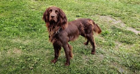 german longhaired pointer training guide Reader