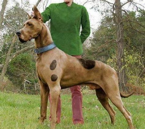 german mastiff dog