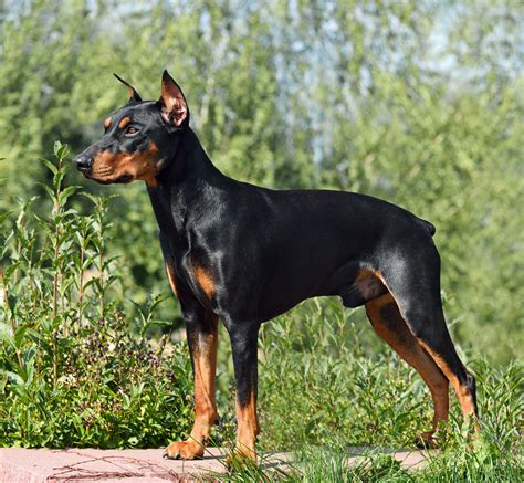 german pinscher dog breeds