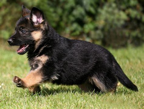 german sheperd puppy