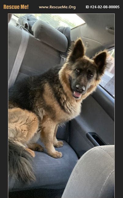 german shepherd adopt las vegas petsmart Epub