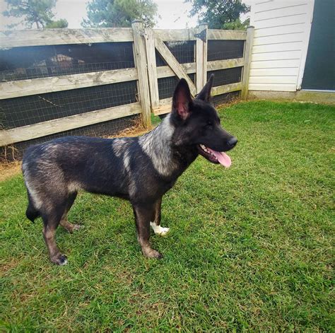 german shepherd akita mix