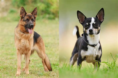 german shepherd and chihuahua