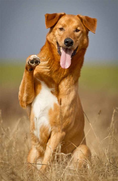 german shepherd and golden retriever