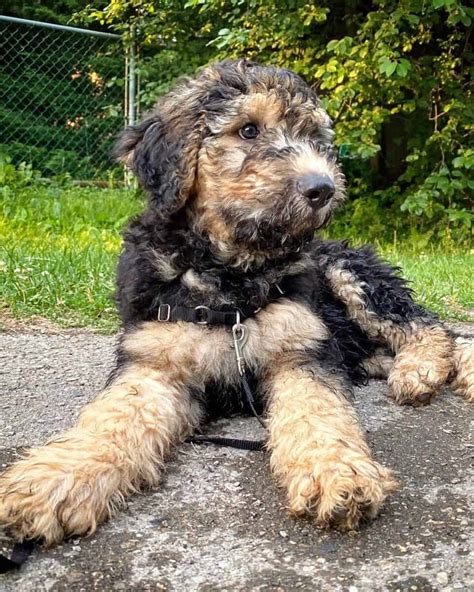 german shepherd and poodle mix