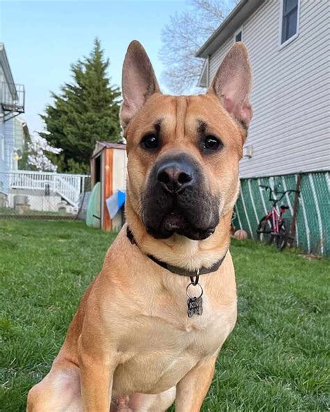 german shepherd and shar pei mix