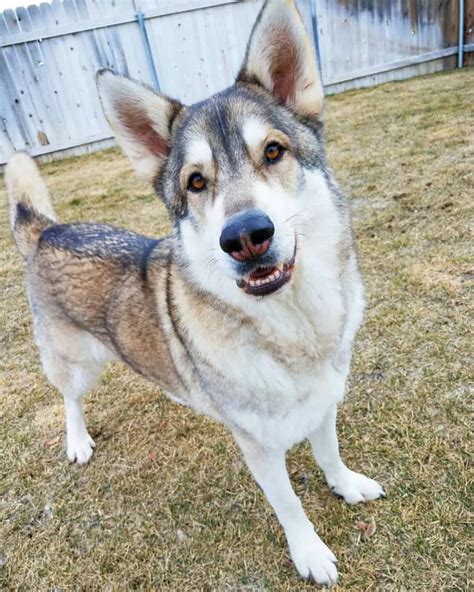 german shepherd malamute mix