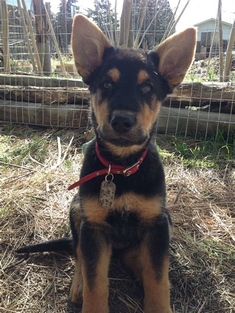 german shepherd mix with terrier