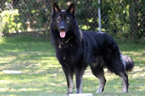 german shepherd newfoundland mix