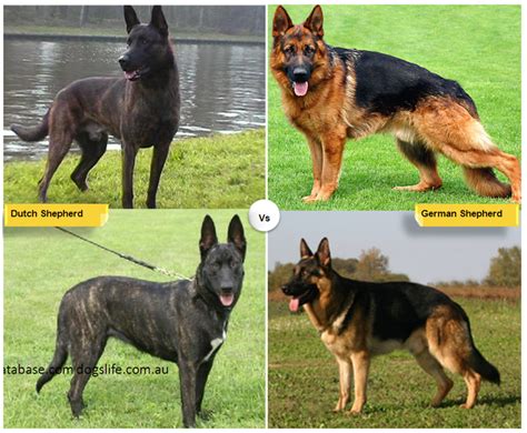 german shepherd similar breeds