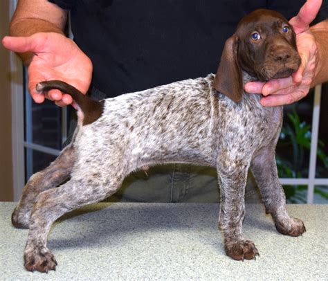 german shorthaired pointer breeders florida Kindle Editon