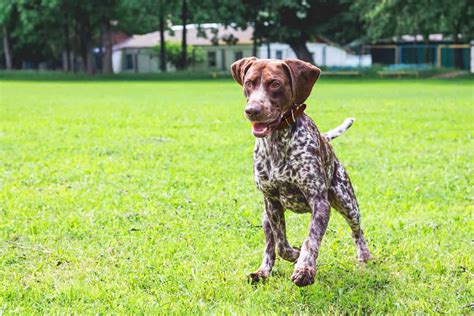 german shorthaired pointer training guide Kindle Editon